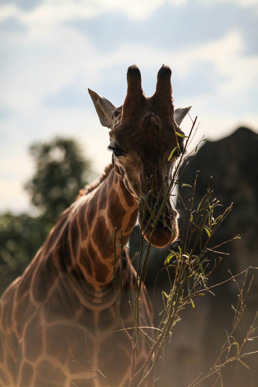 brown giraffe eating grass during daytime