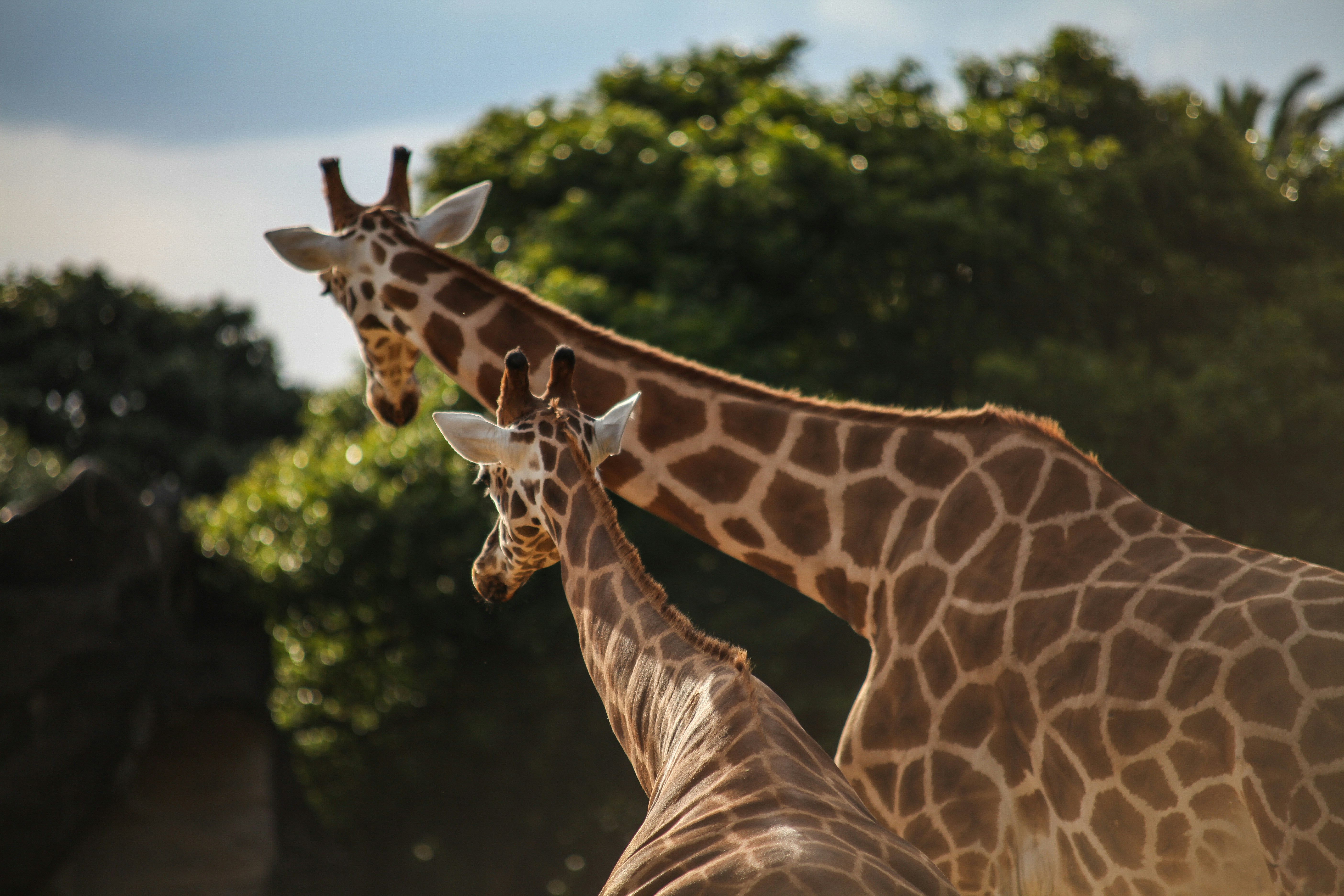 Top Things to Do at Taronga Zoo Sydney