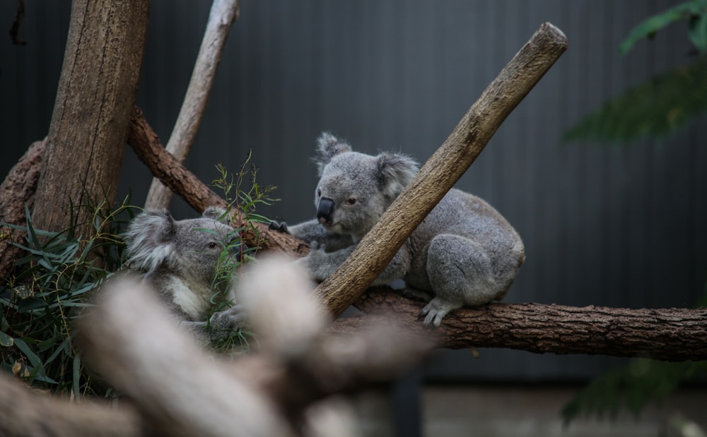 koala on brown tree branch