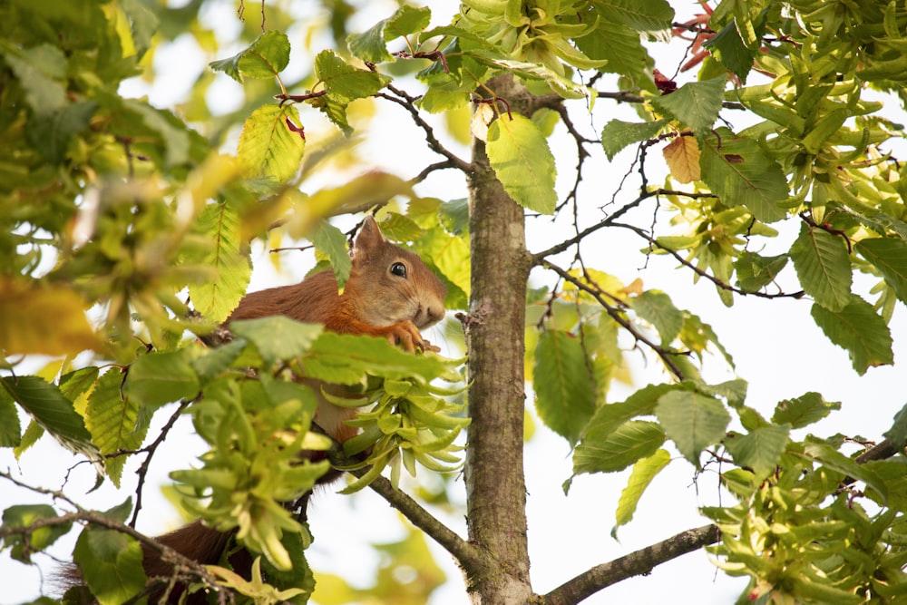 brown squirrel on tree during daytime