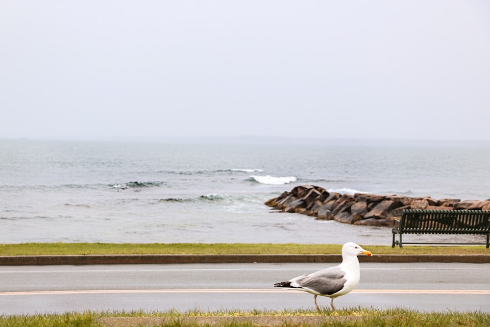 pájaro blanco y gris en un campo de hierba verde cerca del cuerpo de agua durante el día