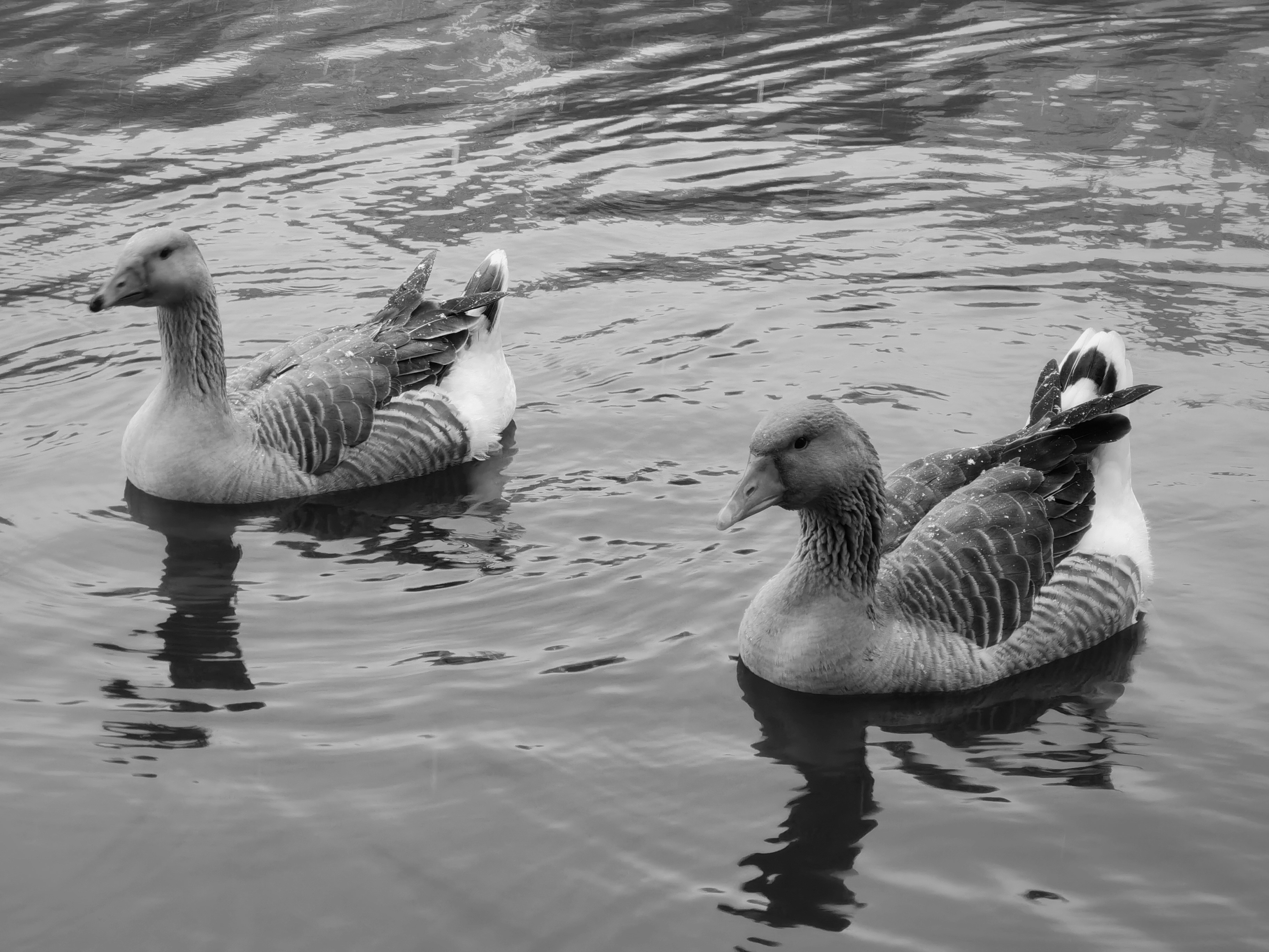 Photo by silverarrow