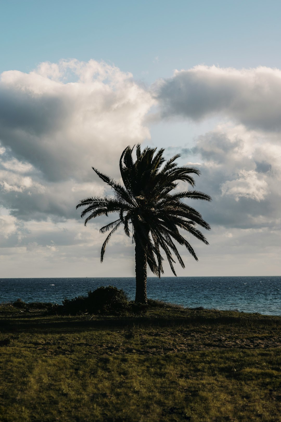 palm tree near body of water under cloudy sky during daytime