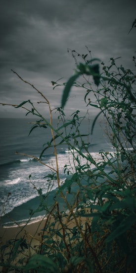Wild plants with thin branches and leaves are in the foreground, set against a backdrop of a moody ocean scene with rolling waves under a cloudy sky.