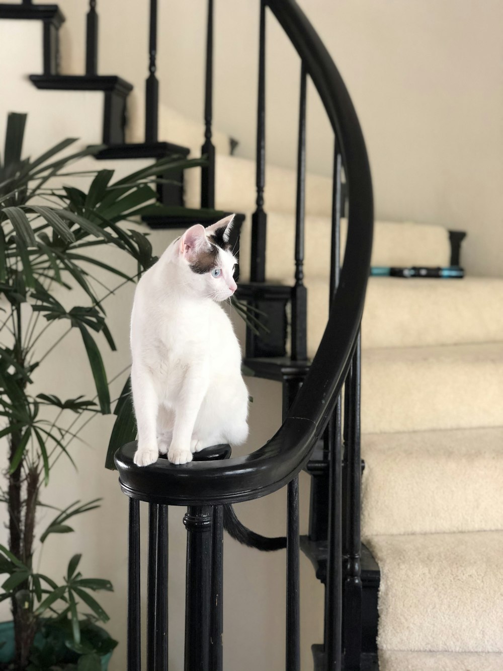 white cat on black metal chair