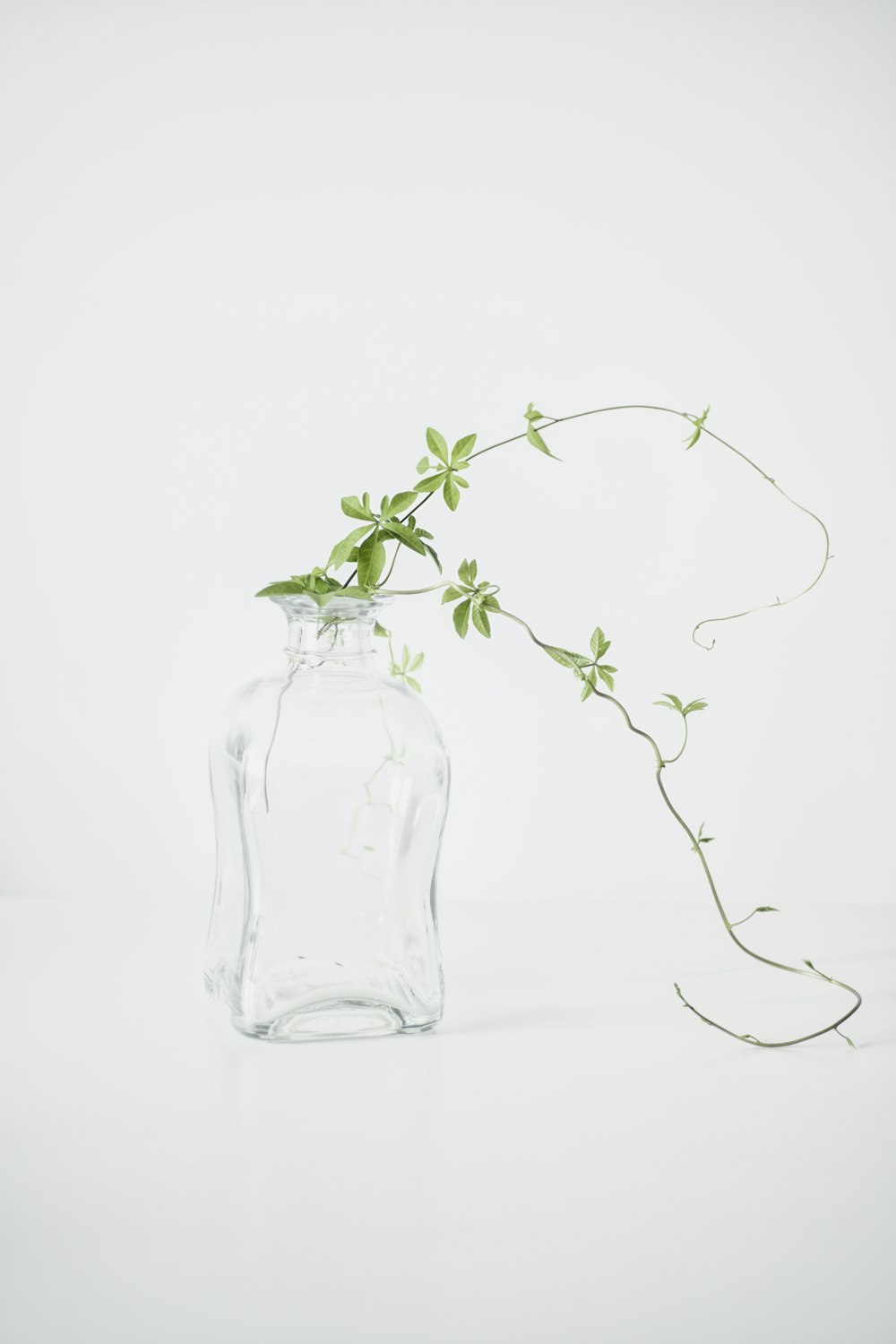 green plant in clear glass vase