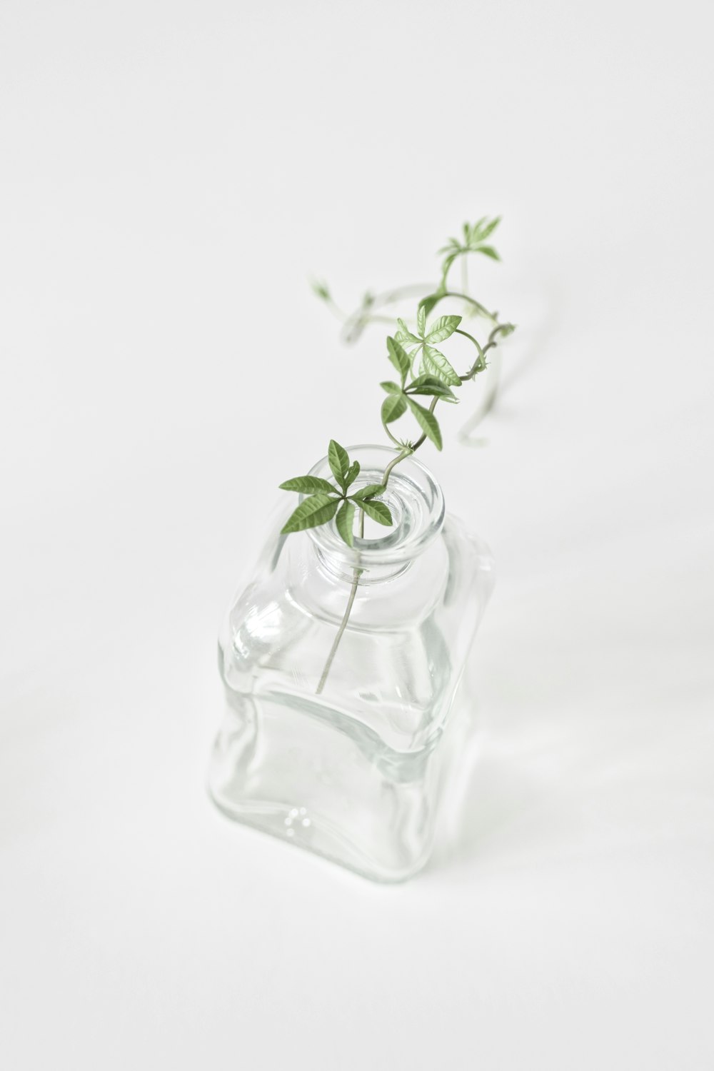 透明なガラス瓶に入った緑の植物