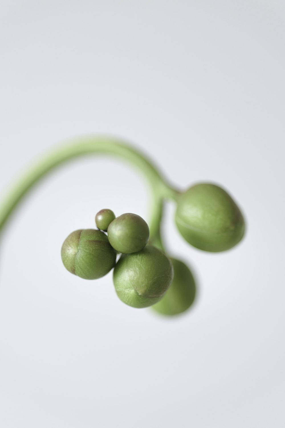 grüne runde Frucht mit weißem Hintergrund