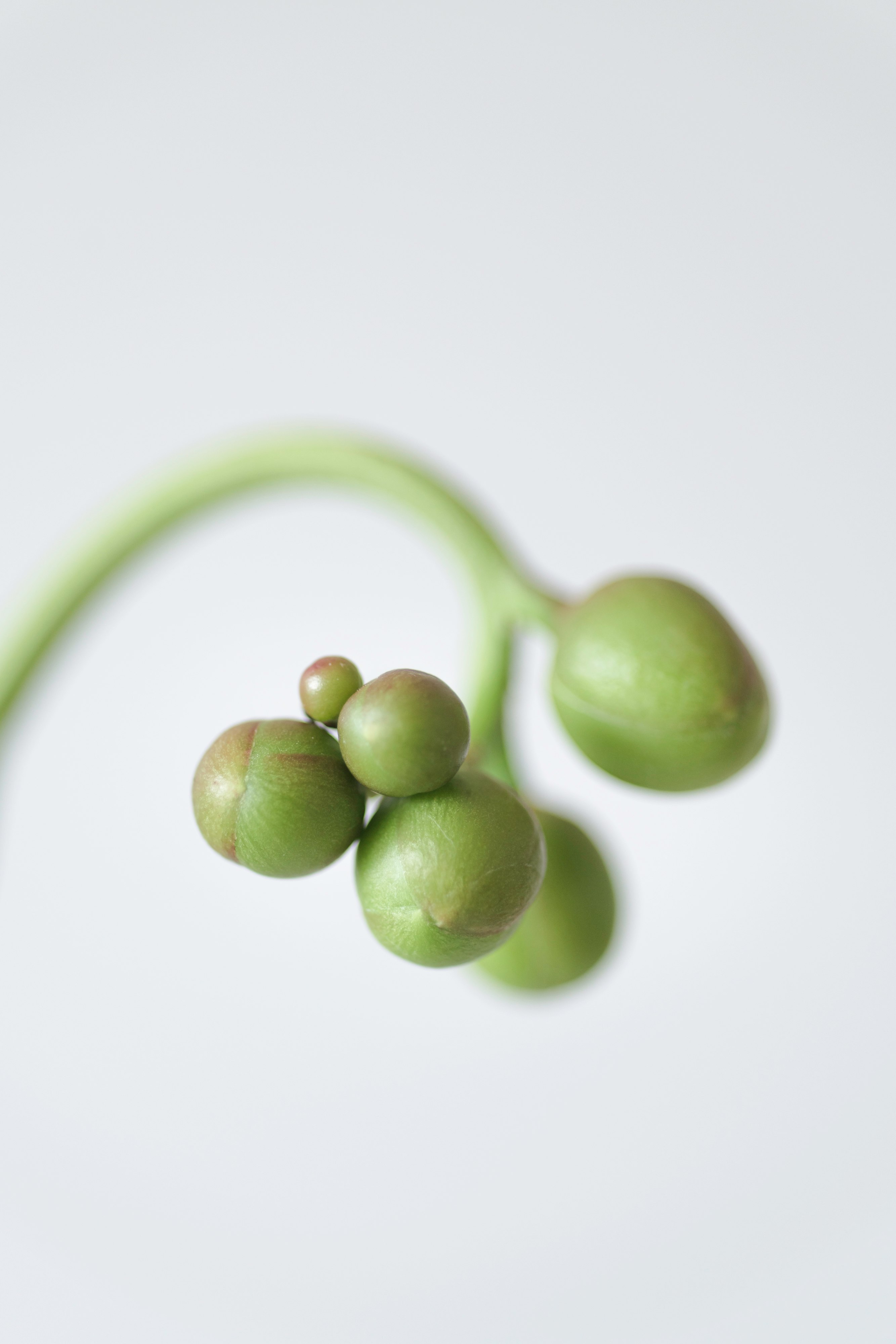 green round fruit with white background