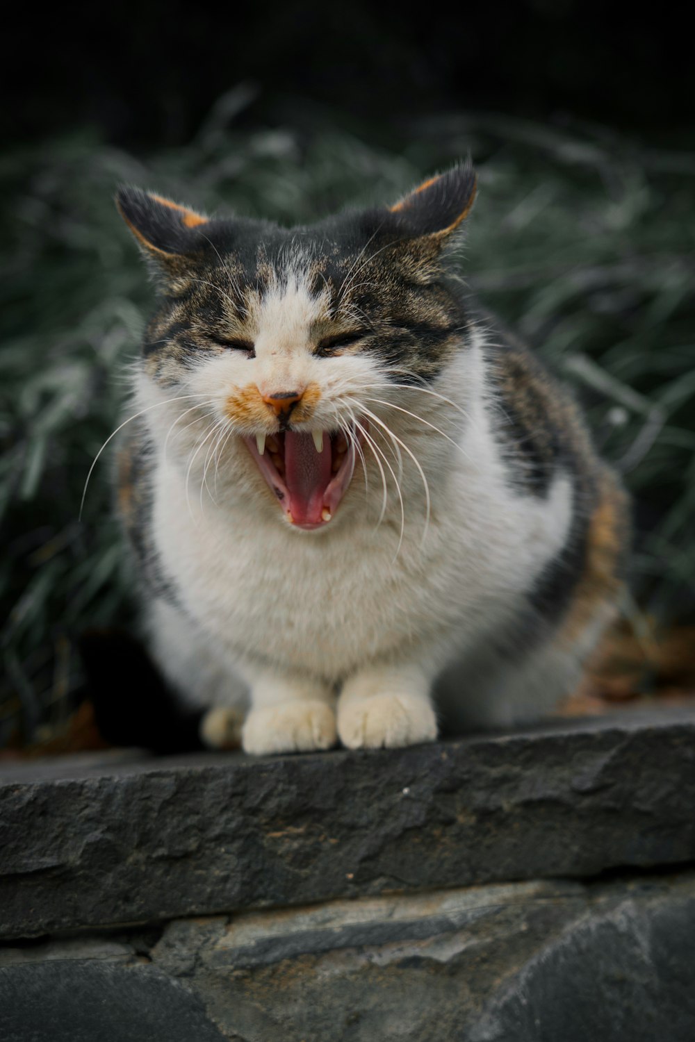 chat blanc, noir et brun sur une surface en béton noir