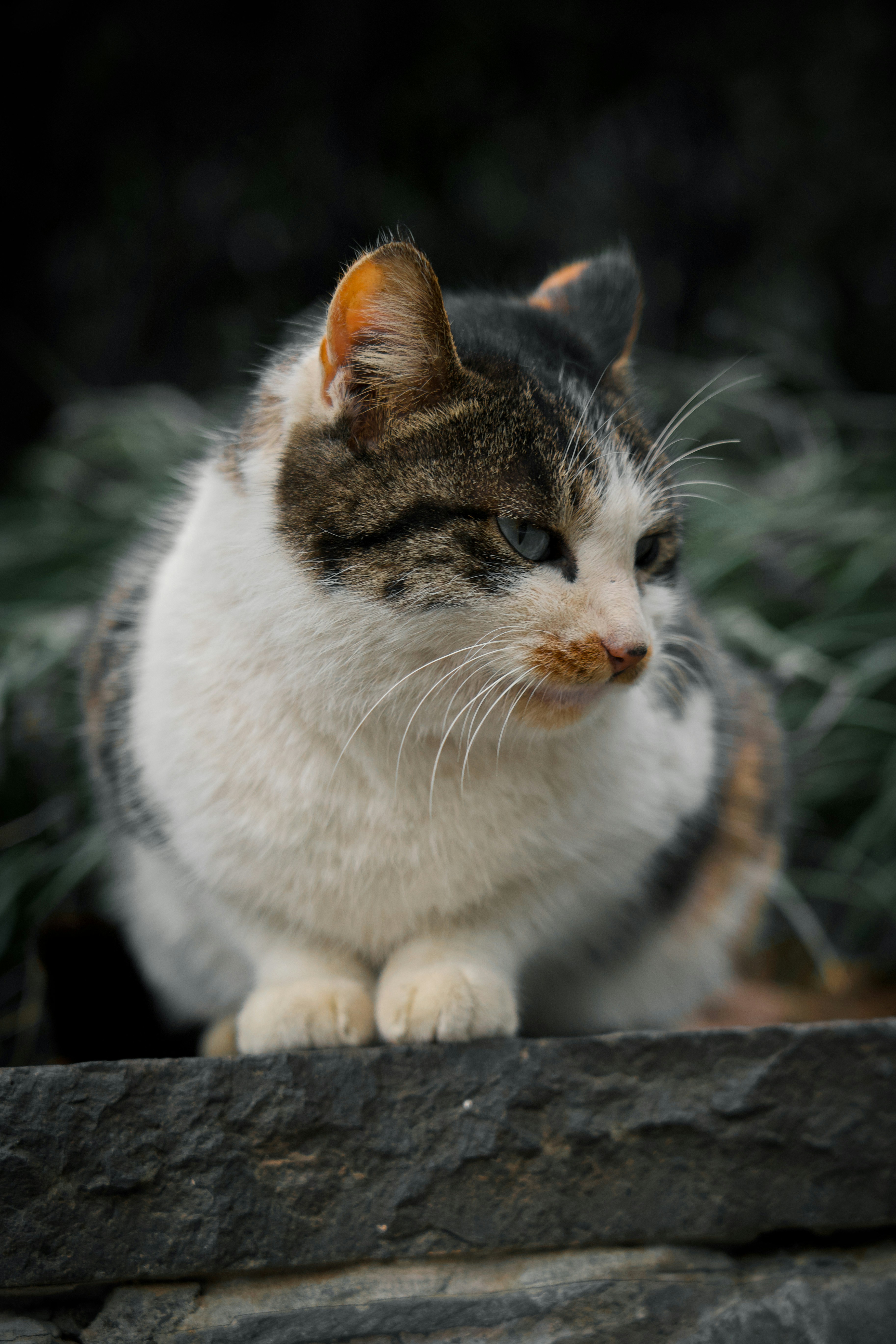 white and brown cat on gray concrete floor