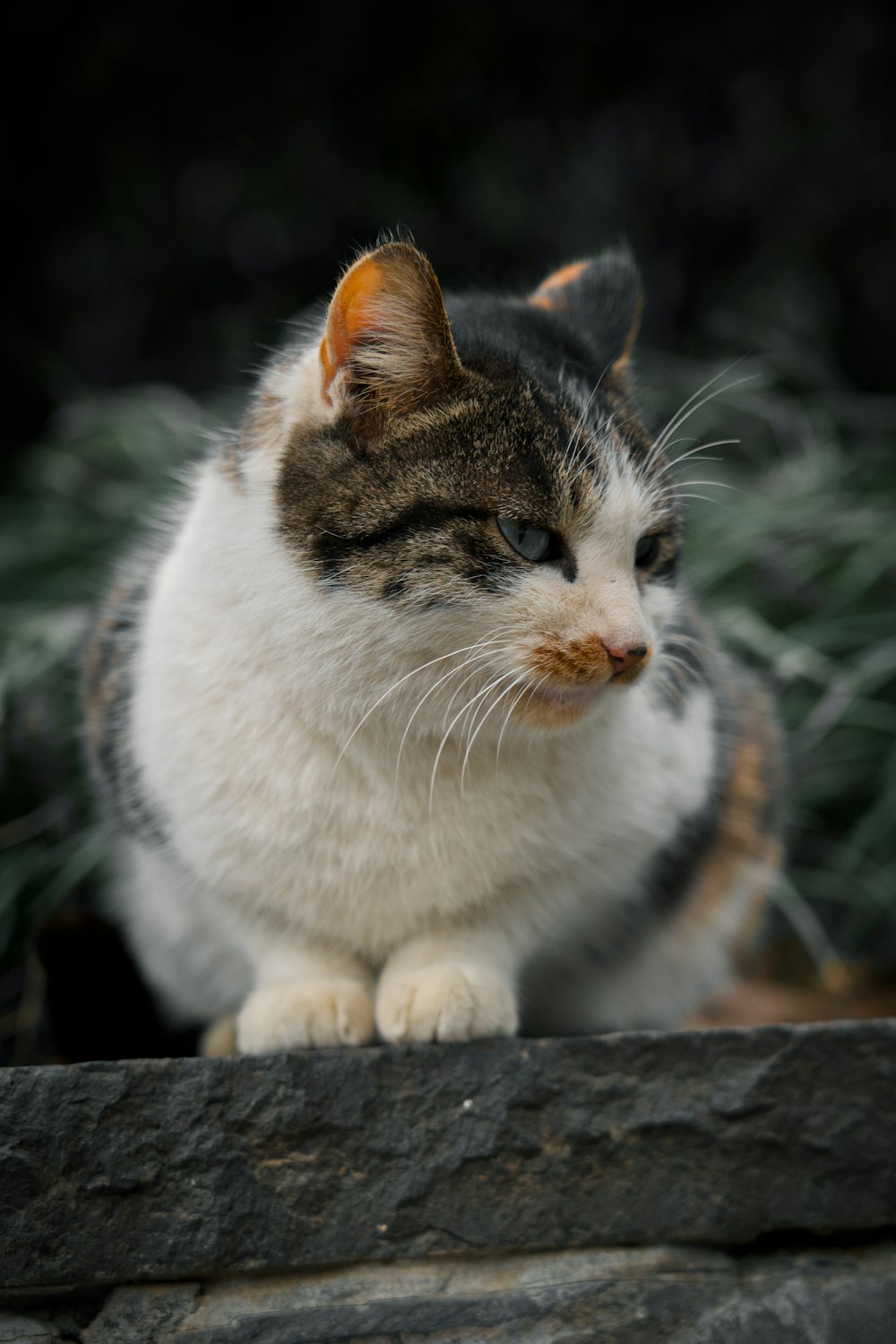 white and brown cat on gray concrete floor