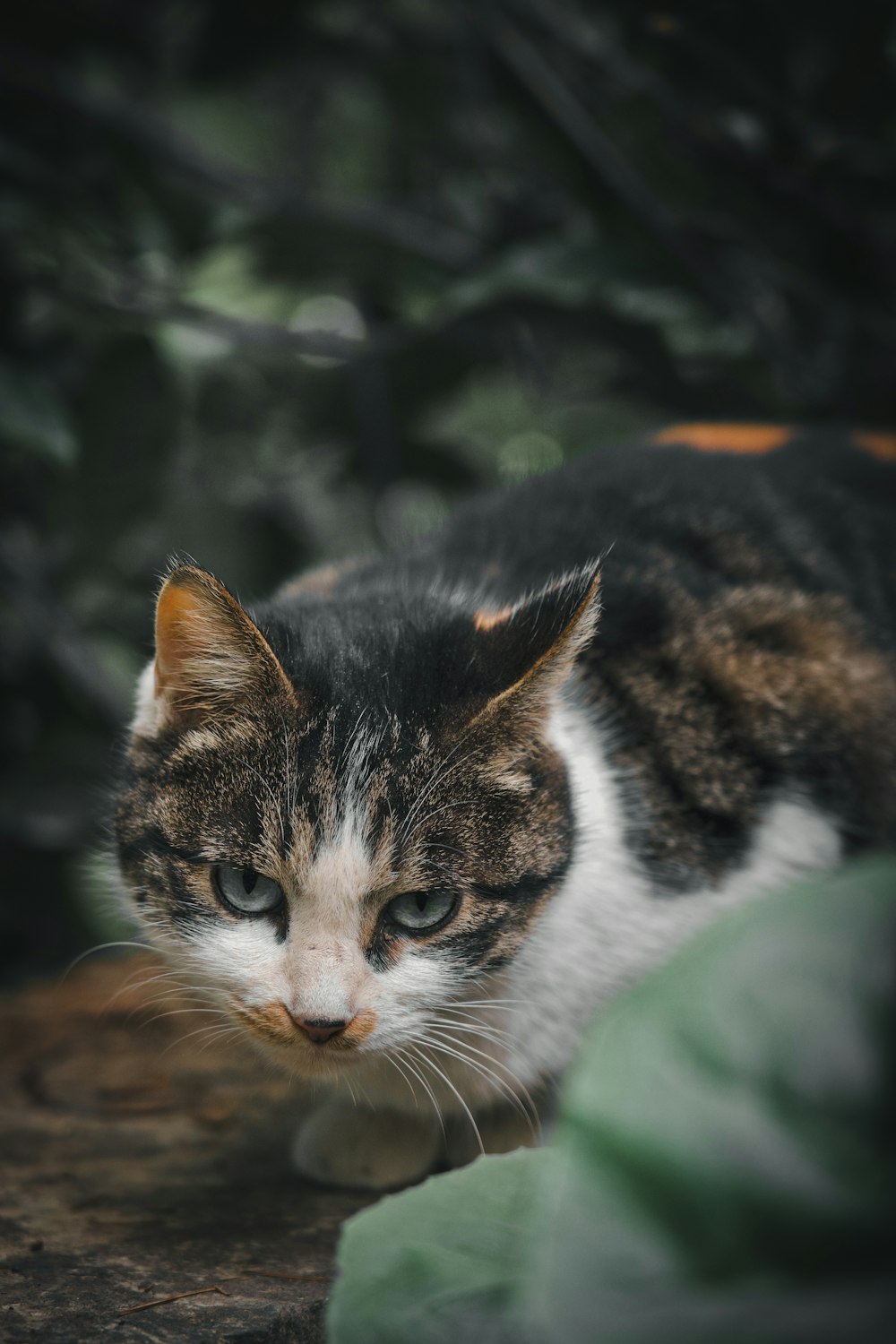 brown and white tabby cat