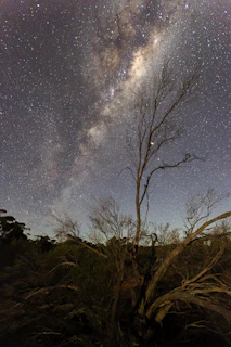 A star-filled night sky with the Milky Way arching over a silhouette of eucalyptus trees
