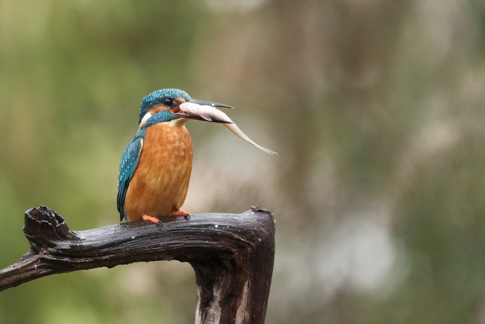 blue and brown bird on brown tree branch