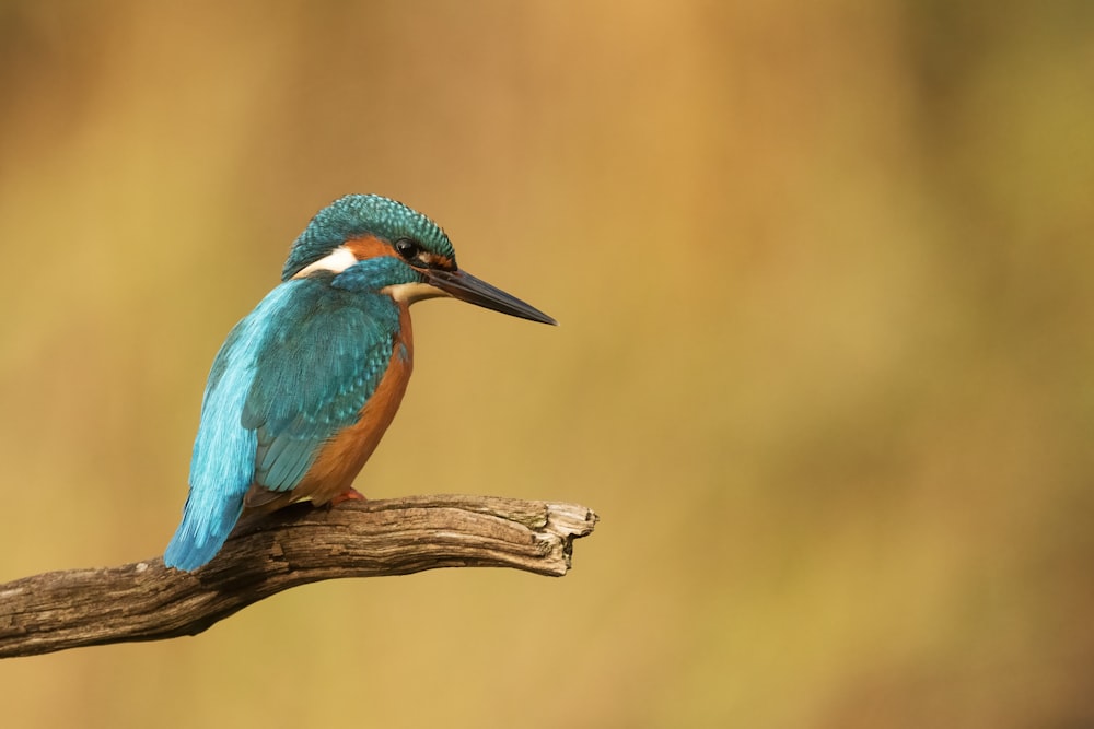 oiseau bleu et brun sur branche d’arbre brun