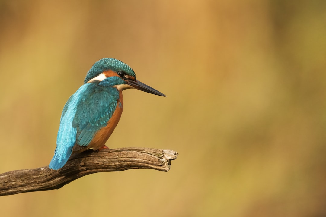 blue and brown bird on brown tree branch,