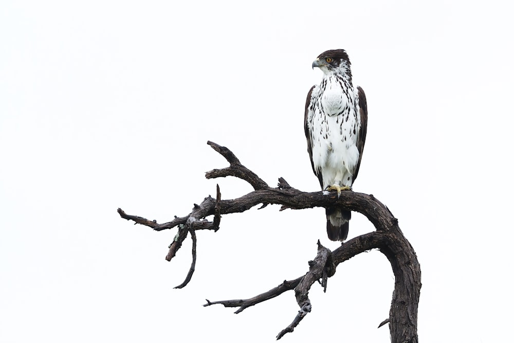 gray and white bird on brown tree branch