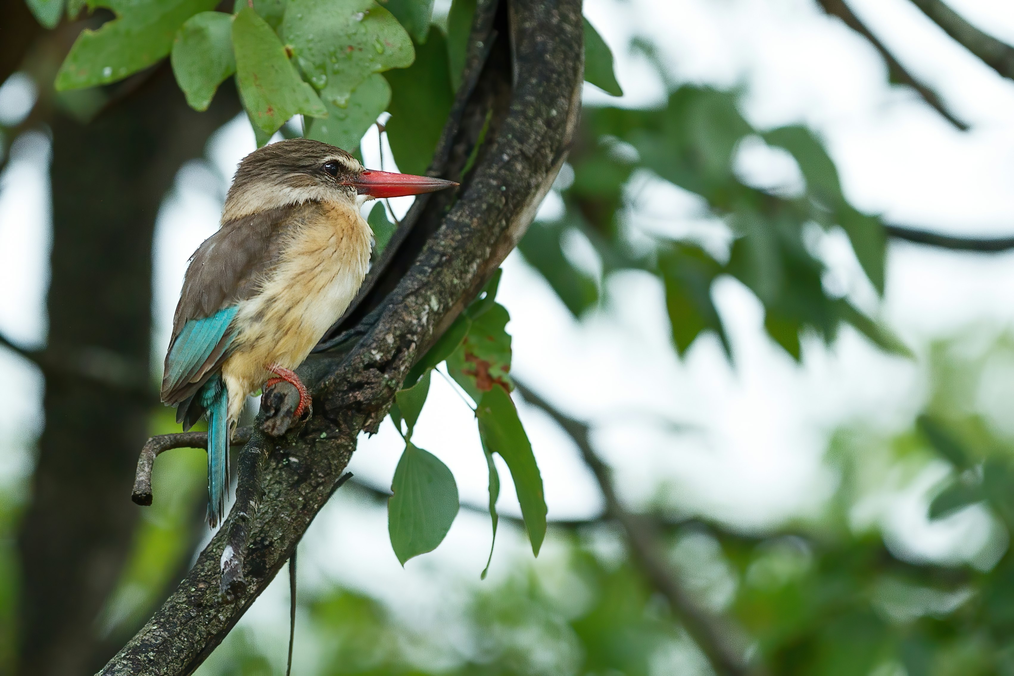 brown and blue bird on tree branch during daytime