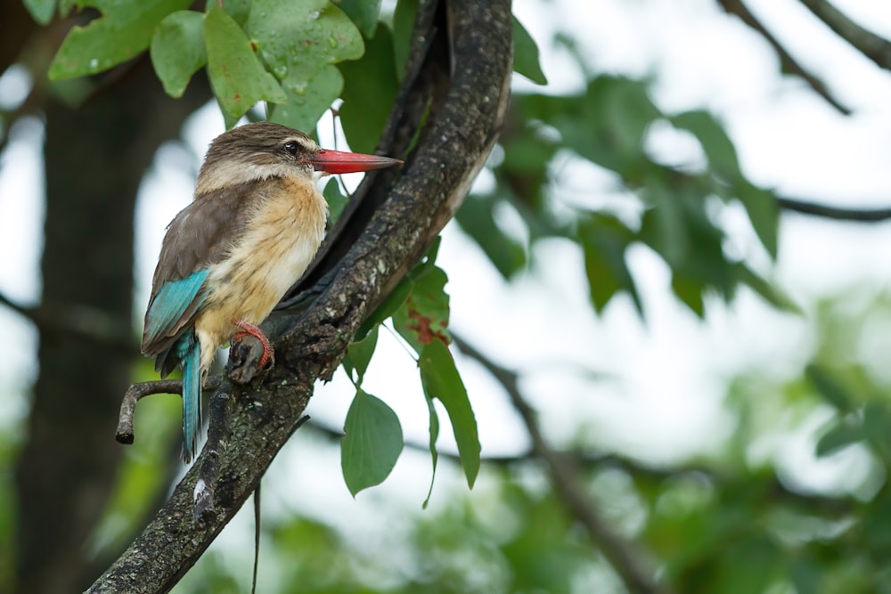 brown and blue bird on tree branch during daytime