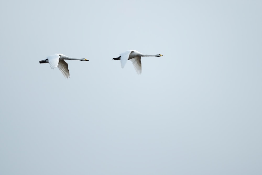 white and black bird flying