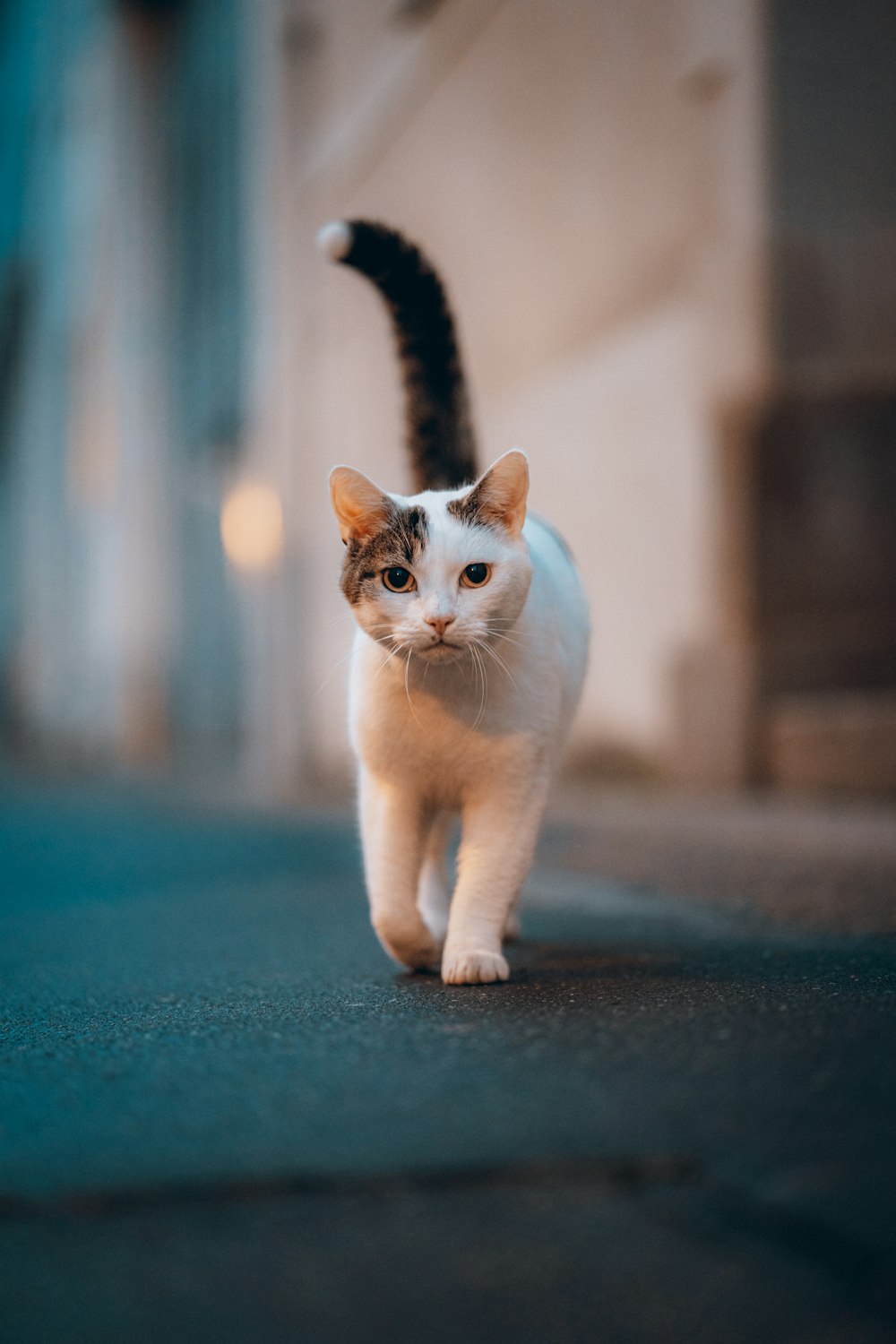 white and brown cat on blue floor
