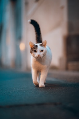pet photography,how to photograph un chat qui marche dans les rues de nantes | mathieu odin; white and brown cat on blue floor