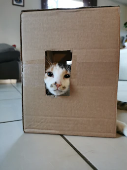 Close-up of a cardboard cat house with a curious kitten peeking out.