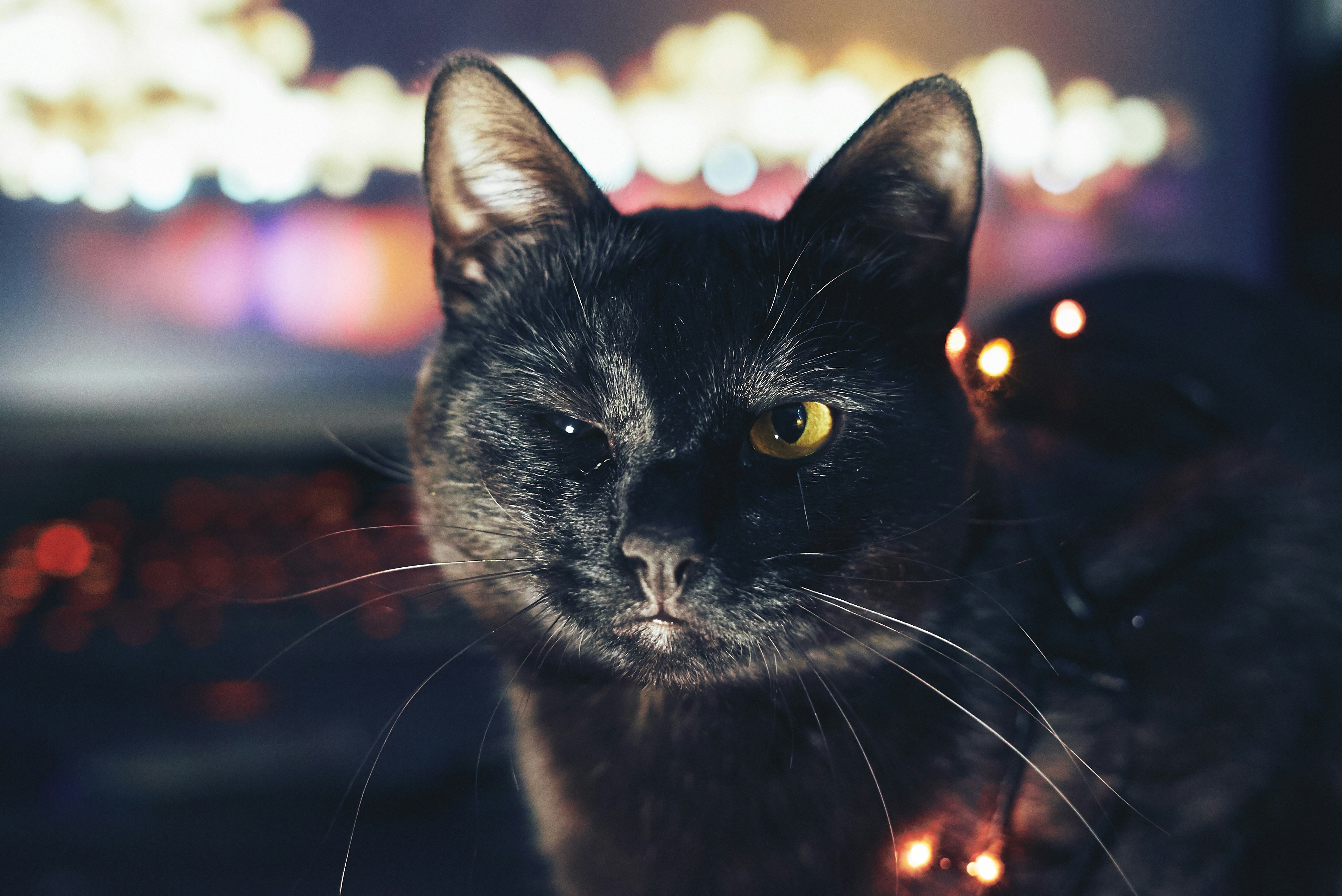 Foto zum Thema Schwarze Katze mit roten Augen Kostenloses Bild zu Säugetier auf Unsplash