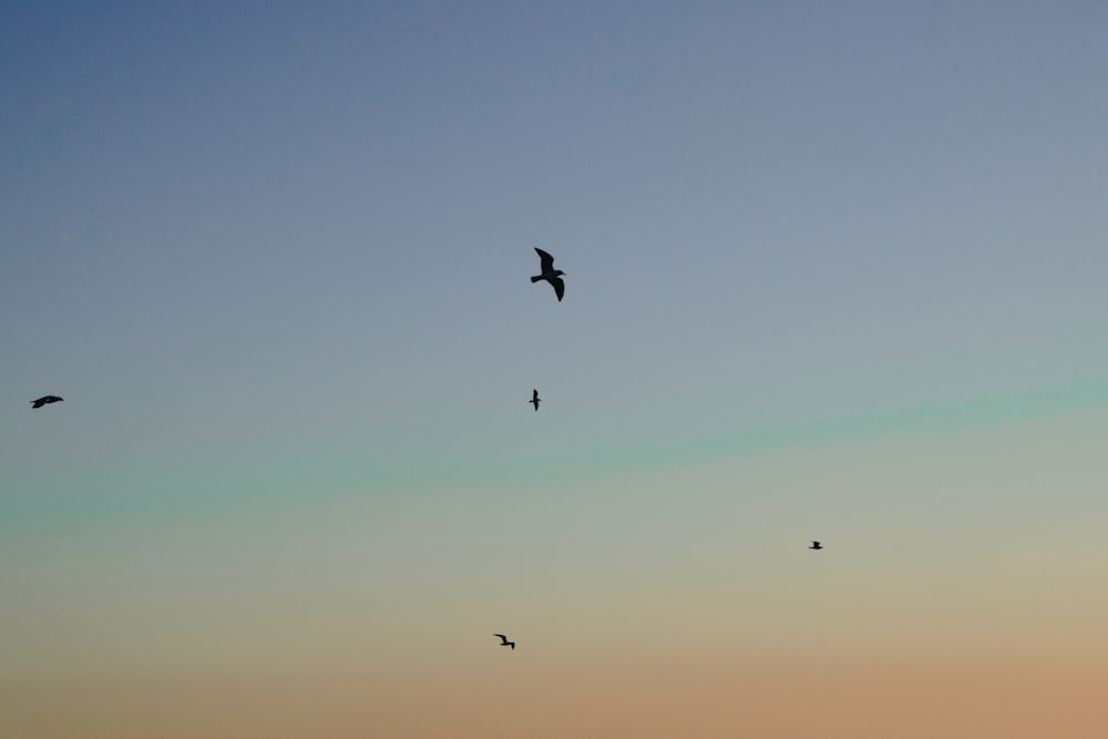 birds flying under blue sky during daytime