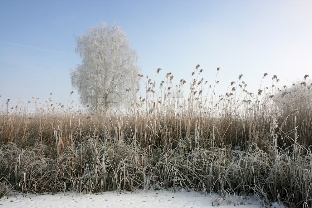 brown grass on white sand during daytime