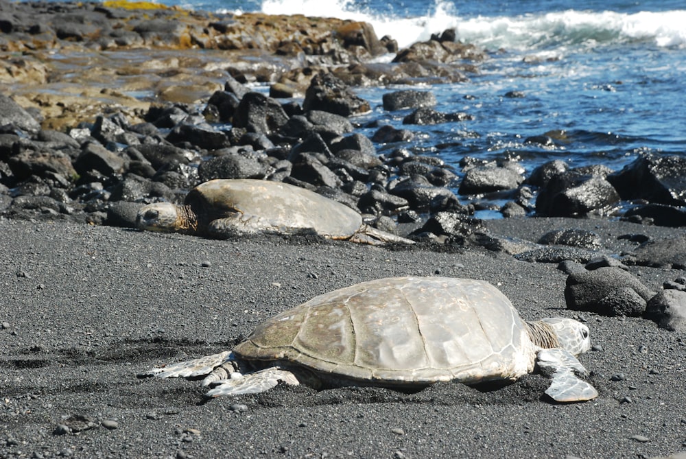 brown turtle on gray rocky shore during daytime