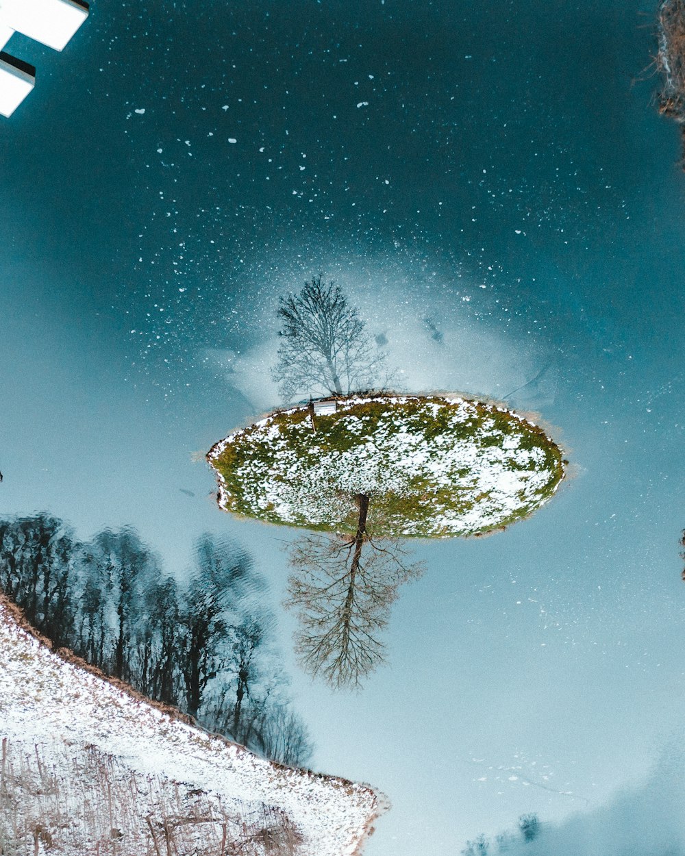 snow covered trees under starry night