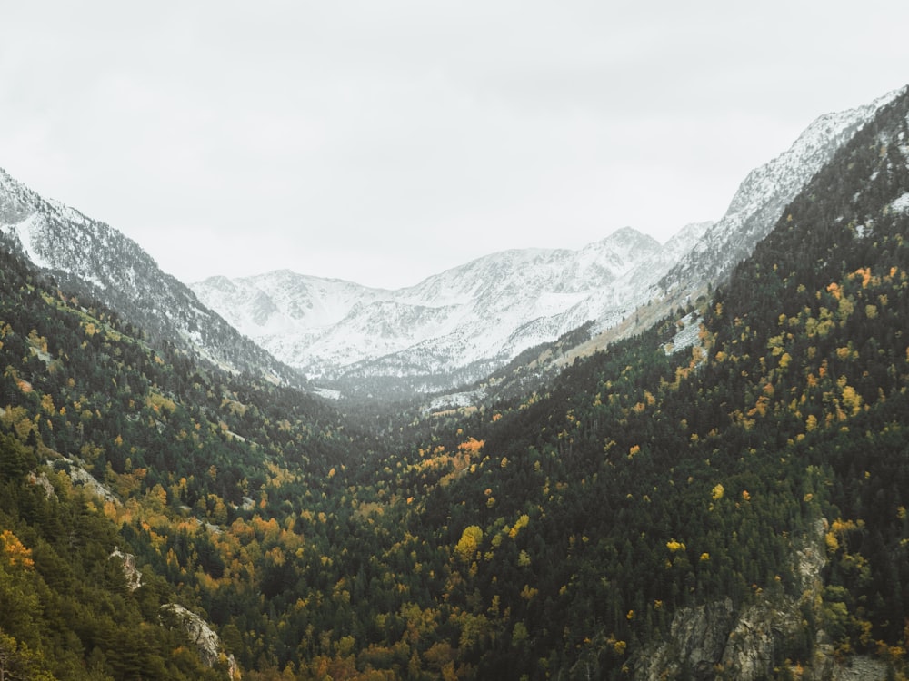 green trees on mountain during daytime