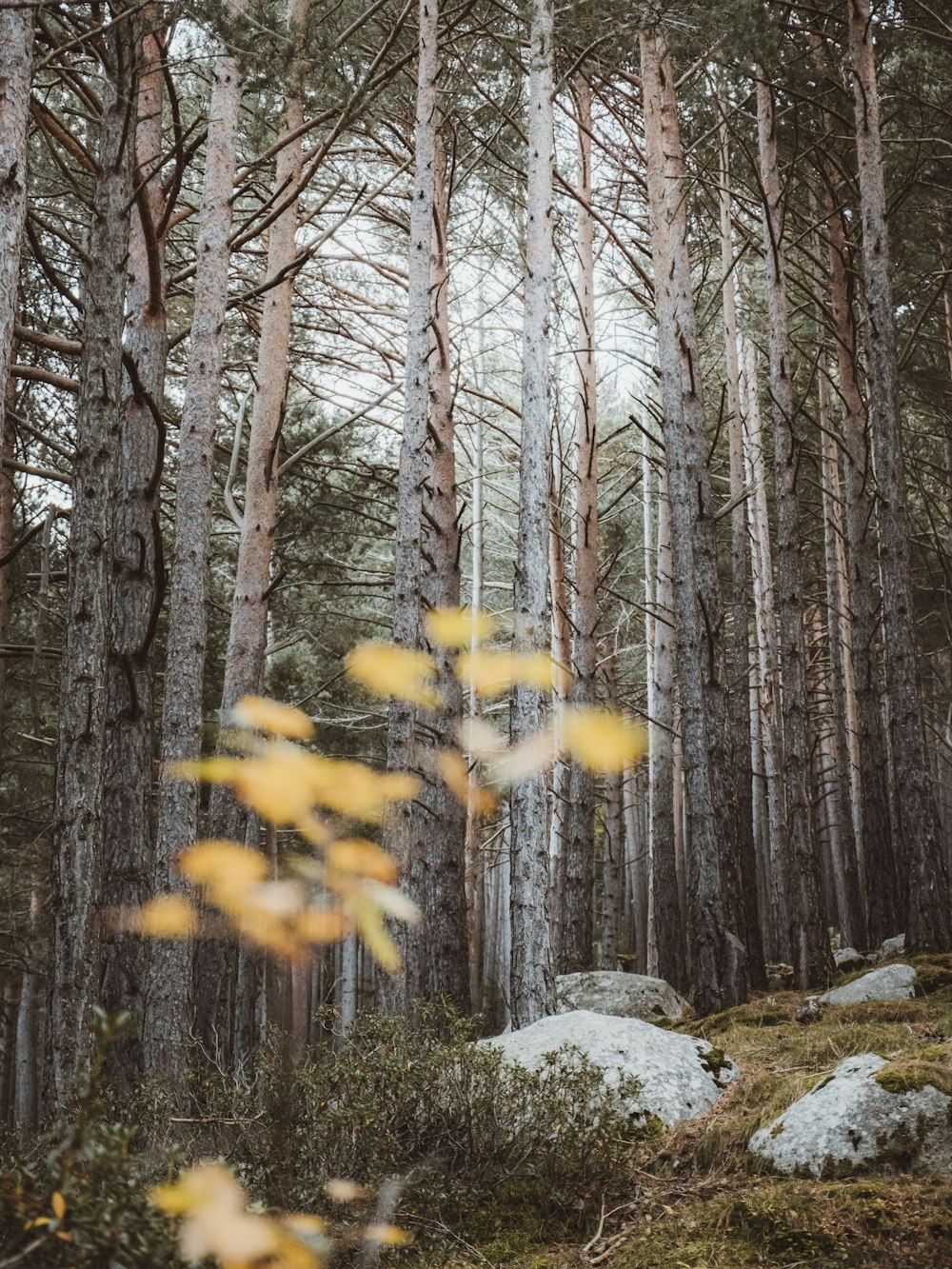 yellow leaves on gray rock