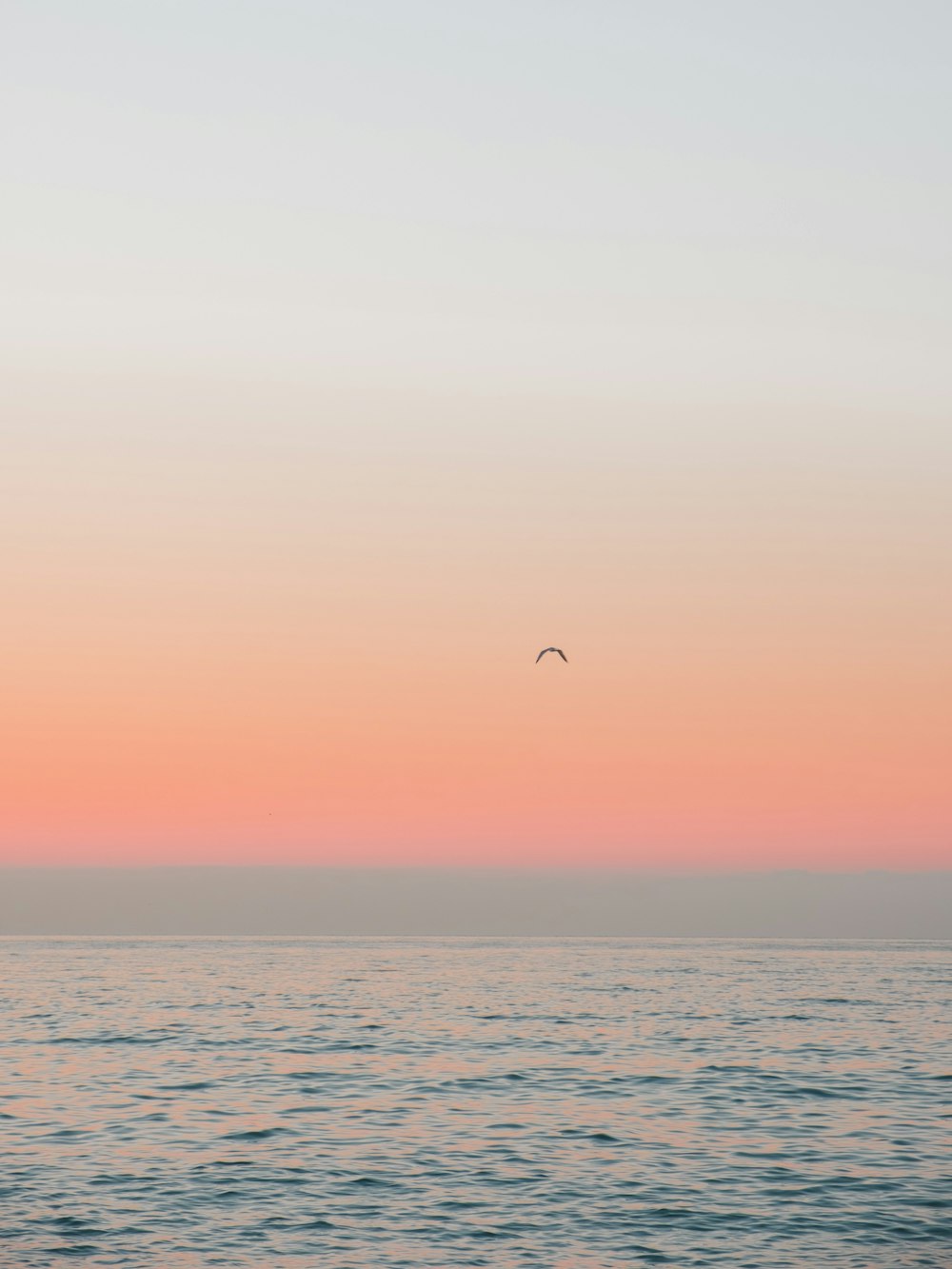 bird flying over the sea during sunset