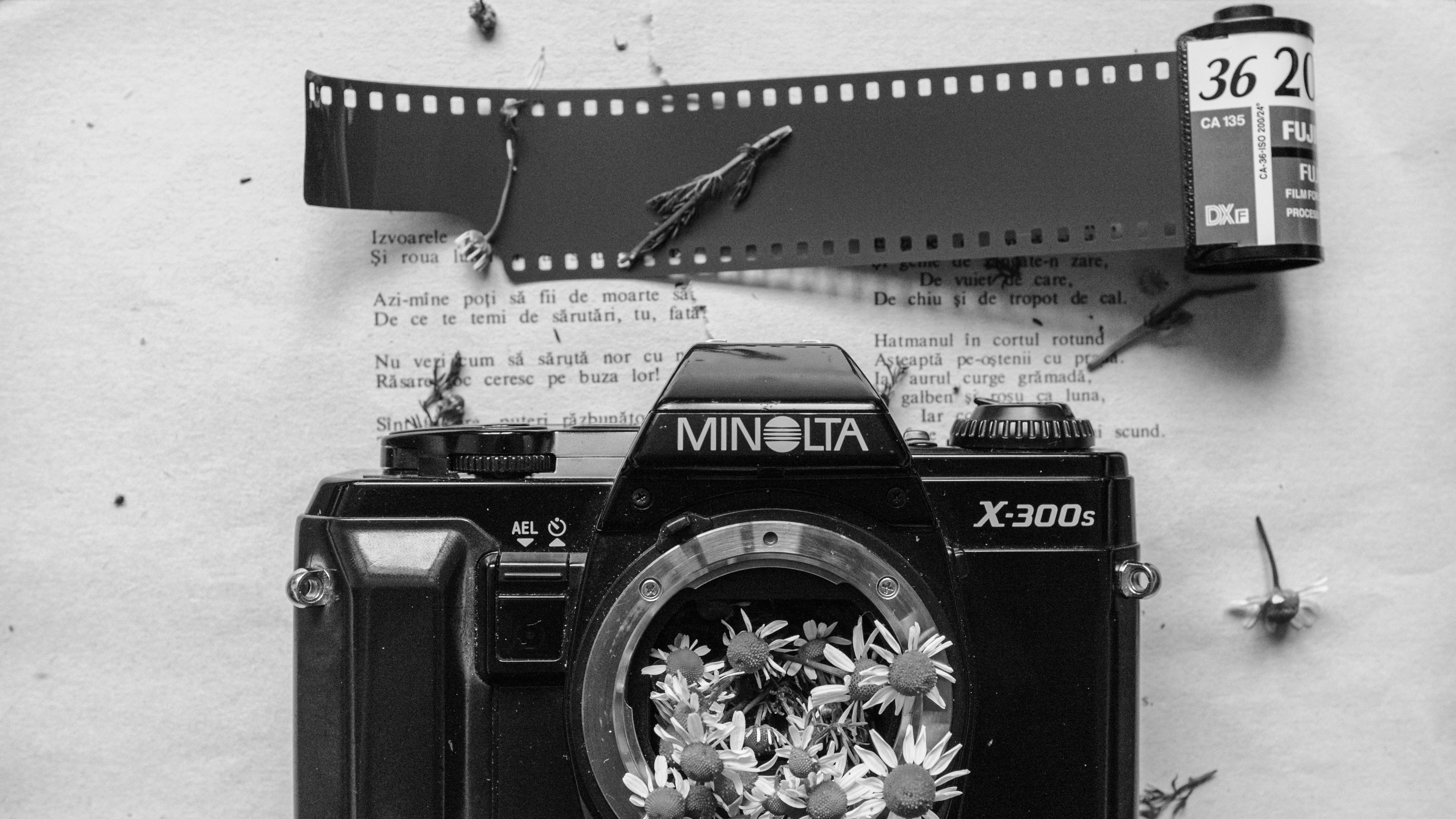Black and white photo with a vintage Minolta camera, film and chamomile