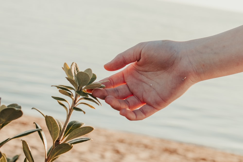 person holding green leaf during daytime