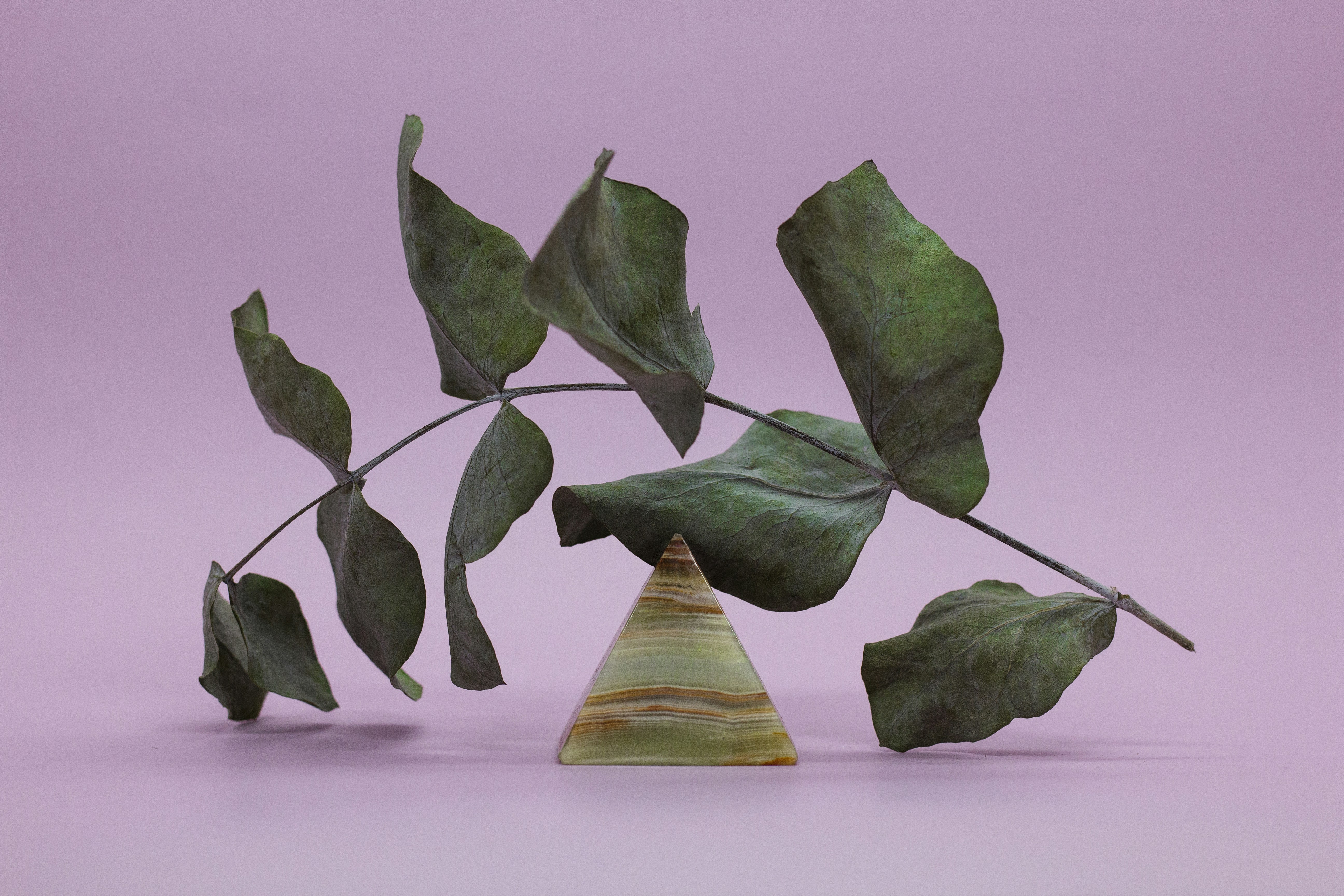 green leaves on white surface