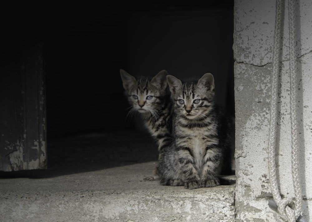 brown tabby cat on gray concrete floor