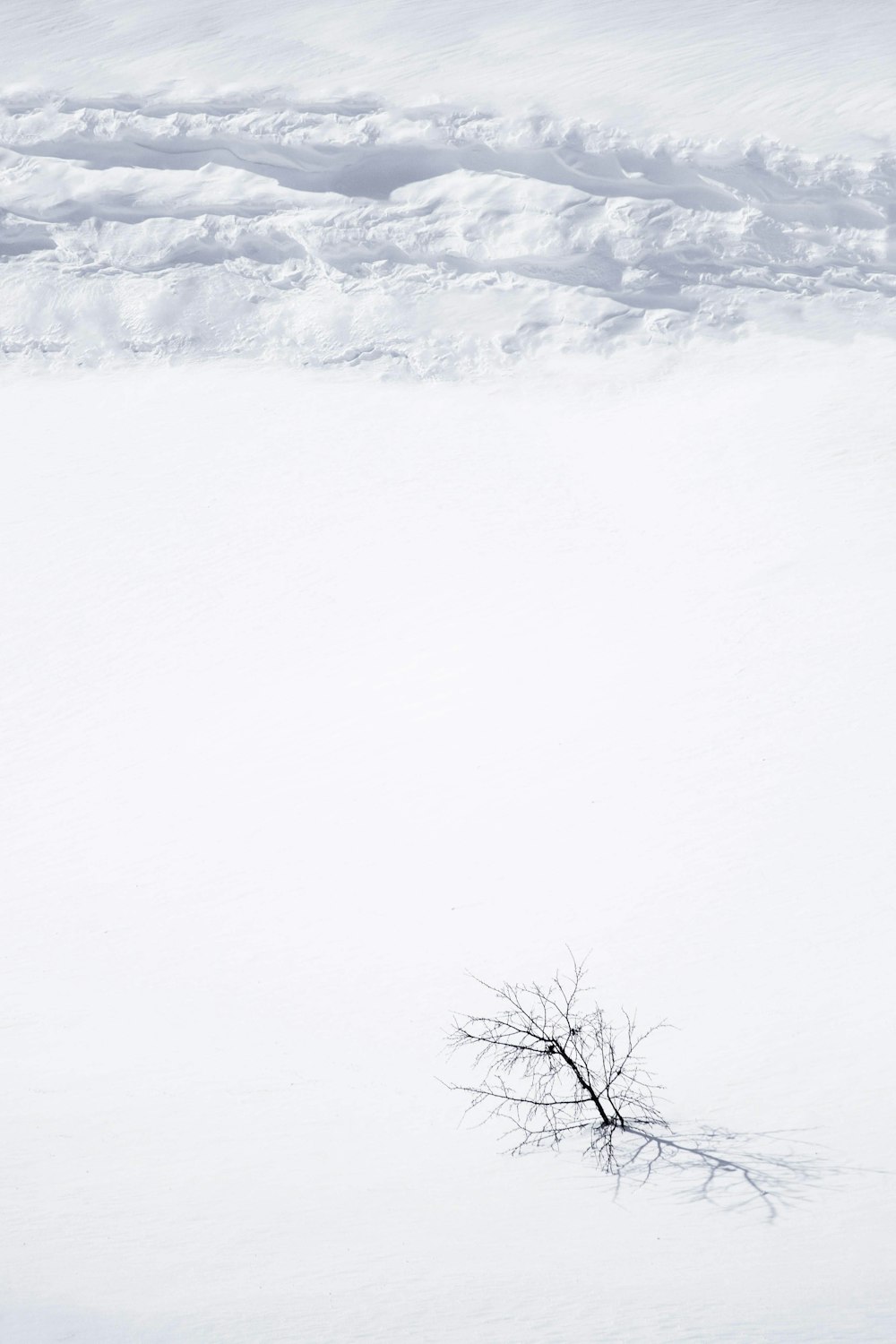 albero nudo su terreno coperto di neve durante il giorno