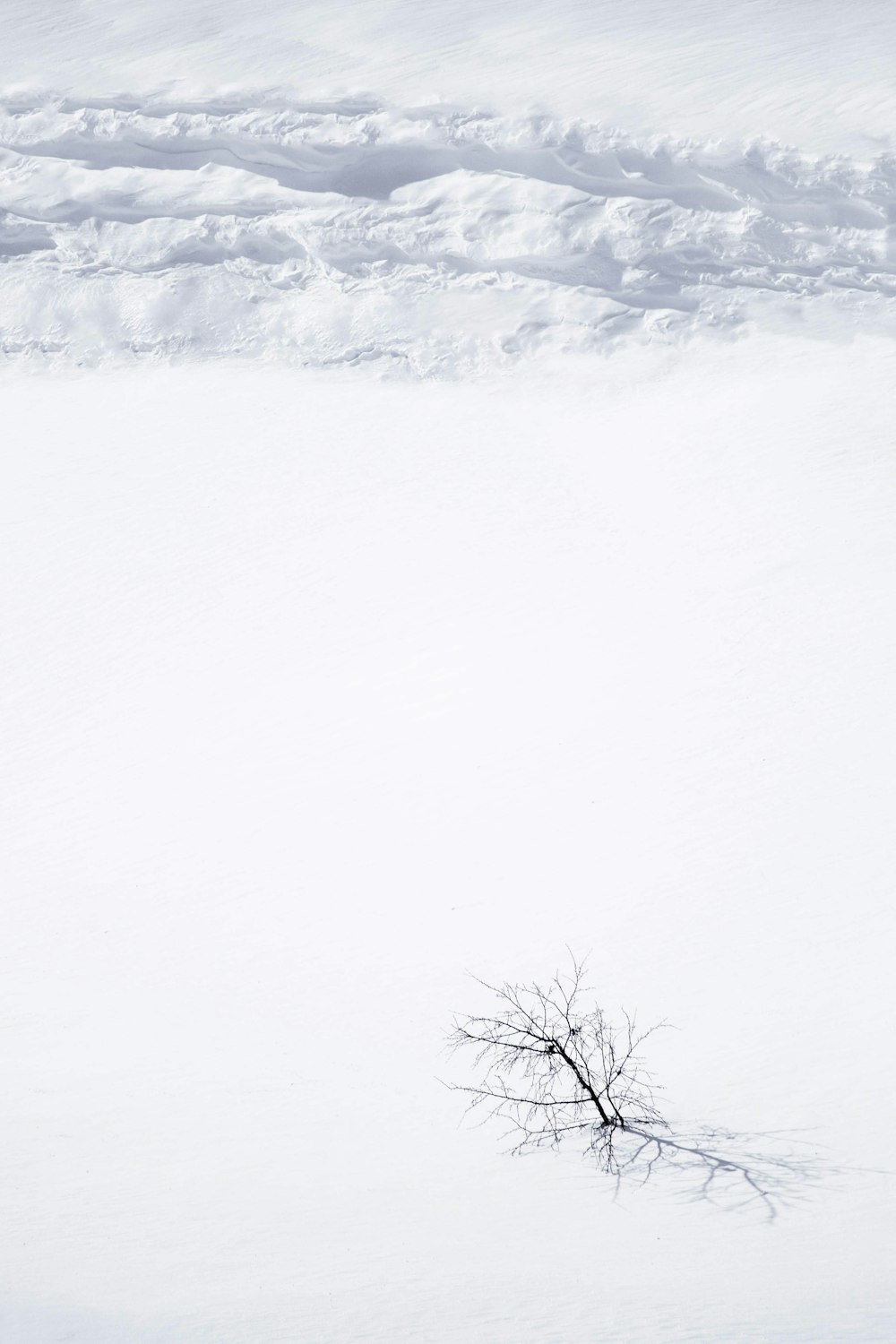 bare tree on snow covered ground during daytime