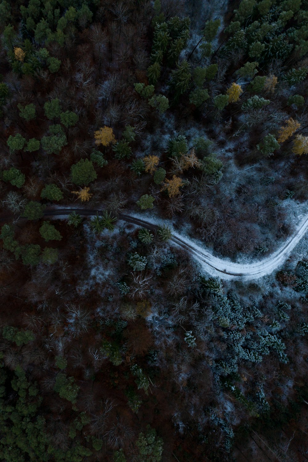 aerial view of green trees