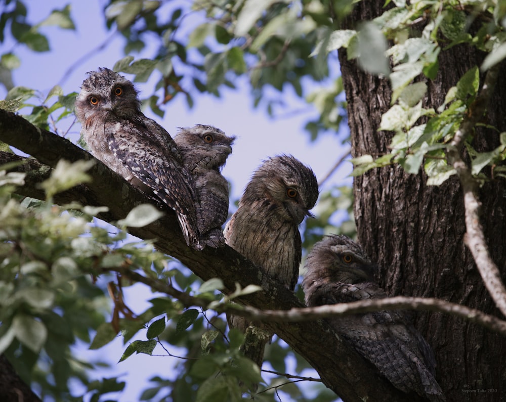 brown owl on tree branch during daytime