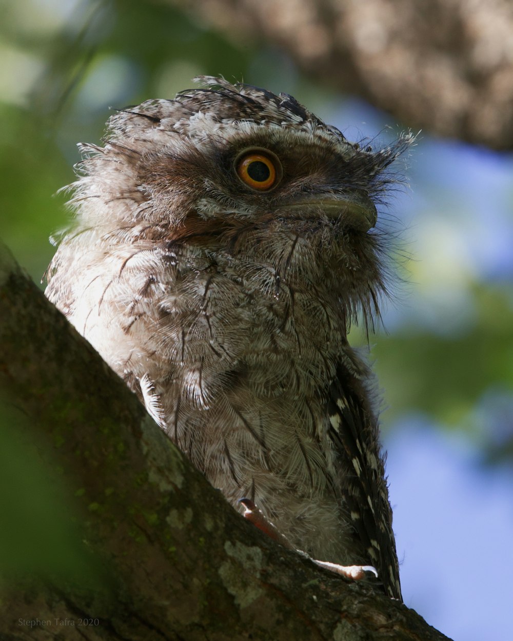 brown and gray owl on tree branch