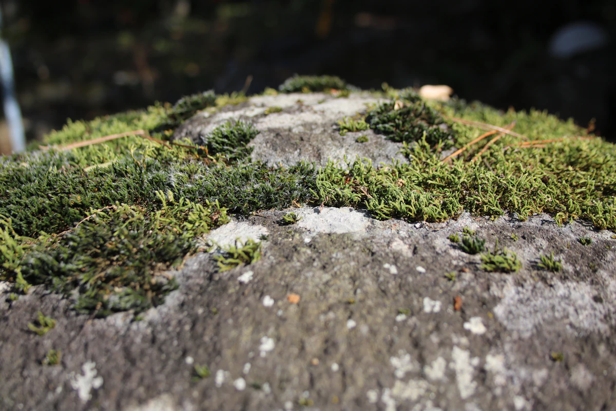 Lichen and Moss
