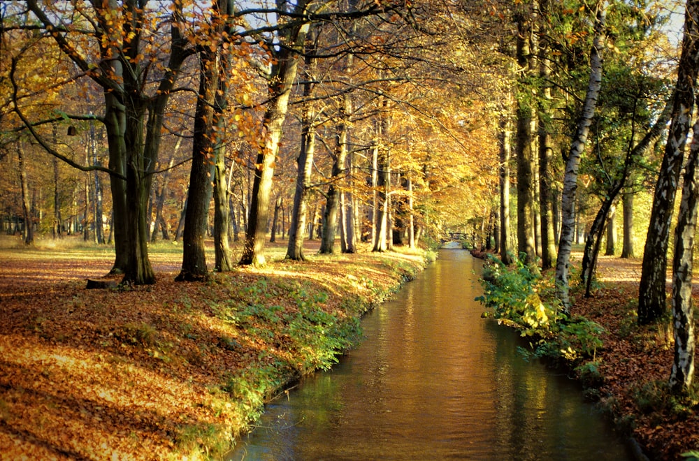 나무가 가득한 숲을 흐르는 강