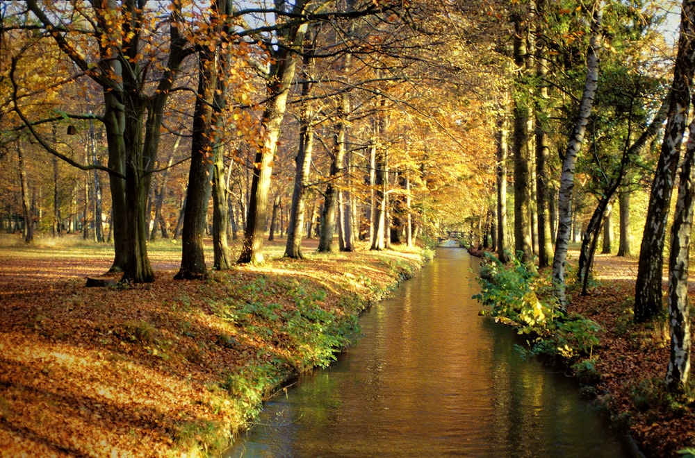 a river running through a forest filled with lots of trees