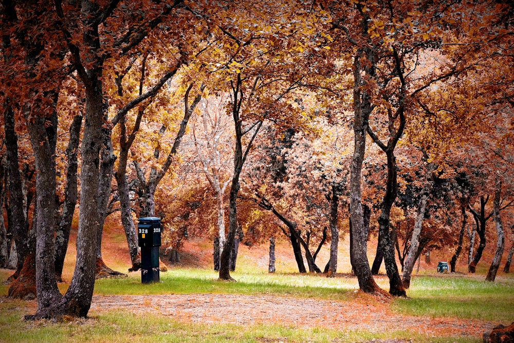 green grass field with brown trees