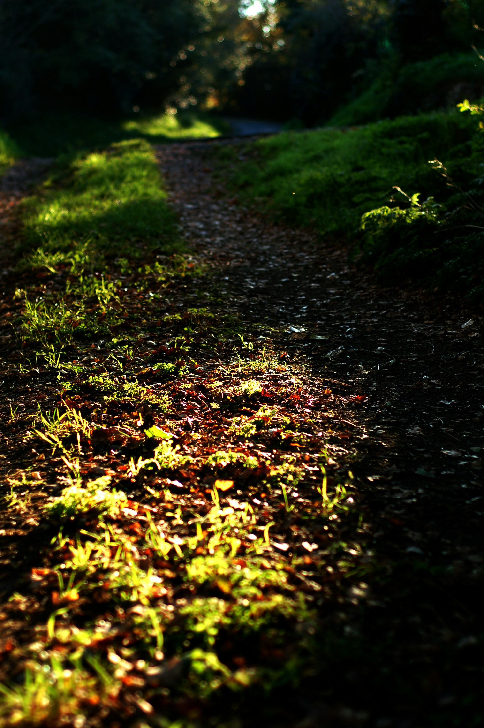 herbe verte et feuilles brunes sur le sol